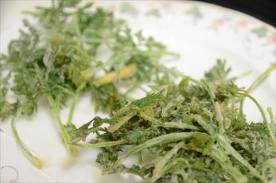 [画像がありません]（2月11日）