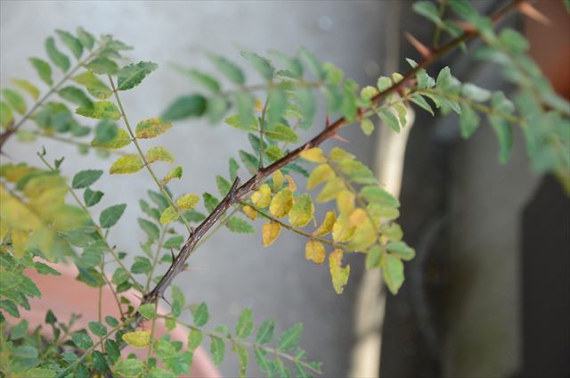 [画像がありません]山椒の木の紅葉（11月の成長メモ）