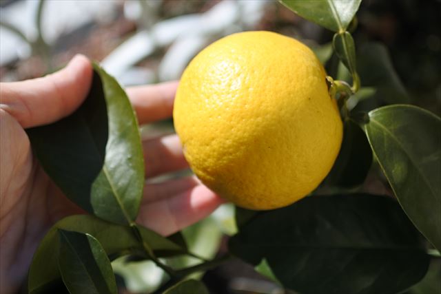 [画像がありません]ニューサマーオレンジ（日向夏）の収穫