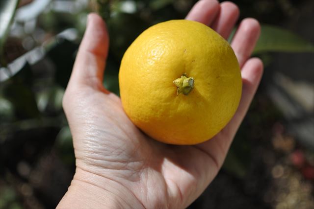[画像がありません]ニューサマーオレンジ（日向夏）の収穫