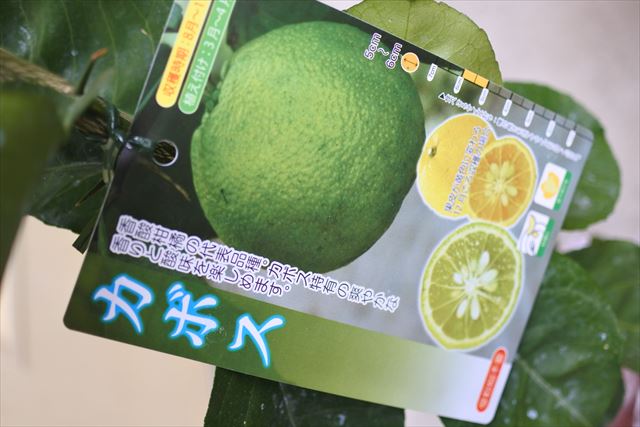 [画像がありません]花柚子・かぼす・レモン・金柑植えました