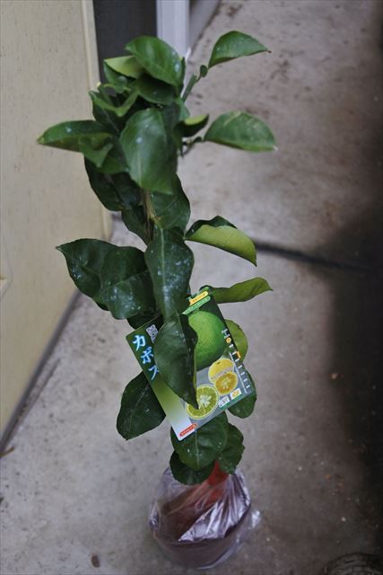 [画像がありません]花柚子・かぼす・レモン・金柑植えました
