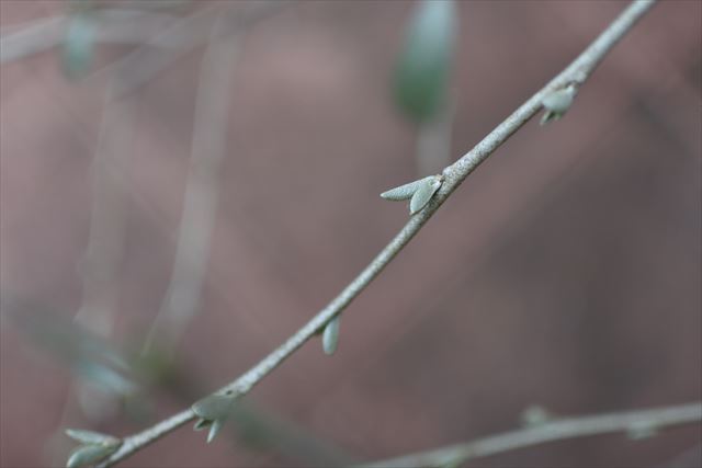 [画像がありません]今日の庭：ロシアンオリーブの新芽ほか（2月15日）