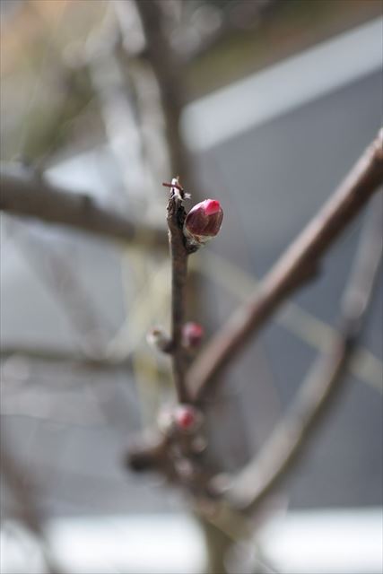 [画像がありません]今日のお庭：苺が着果。アーモンドの蕾（2月22日）