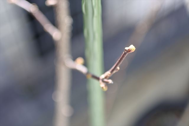 [画像がありません]芽吹き。サンショウ、ブラックベリーetc（2月27日）