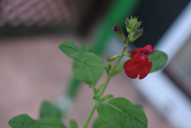 [画像がありません]チェリーセージの花。赤くてかわいい（6月9日）