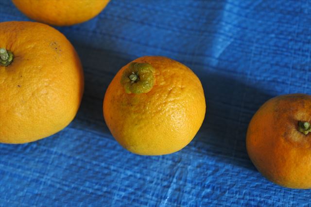 [画像がありません]甘夏やデコポン、きんかん。我が家で取れた柑橘（12月2日）
