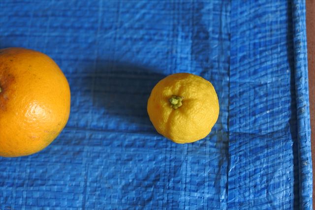 [画像がありません]甘夏やデコポン、きんかん。我が家で取れた柑橘（12月2日）