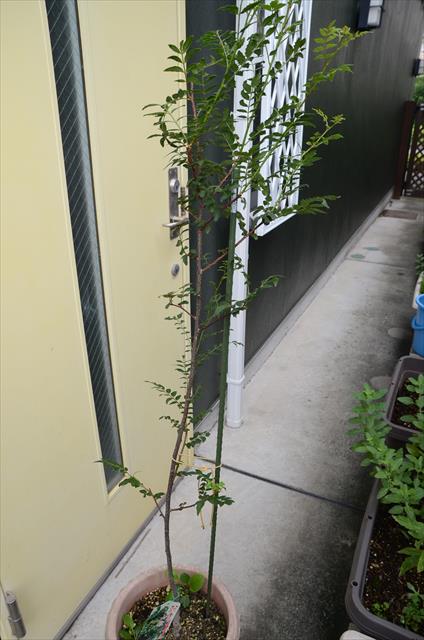 [画像がありません]朝倉山椒を育てています（9月の成長メモ）