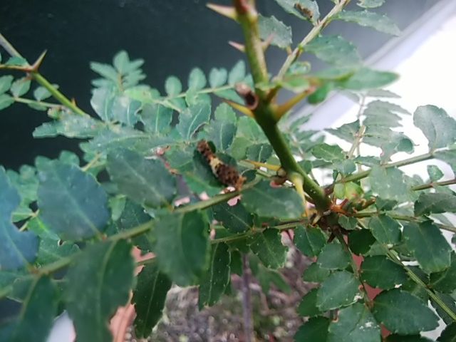 [画像がありません]葉サンショウとアゲハの幼虫（成長メモ）
