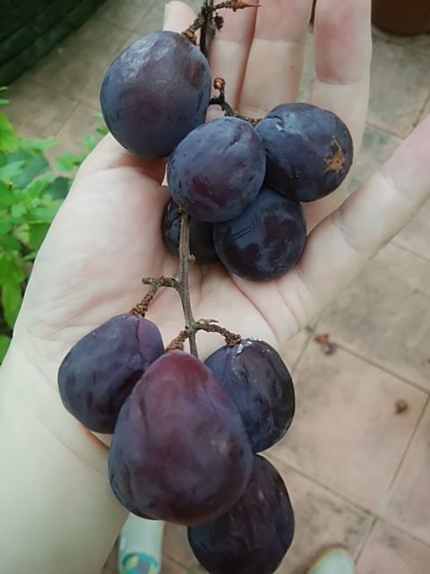 [画像がありません]葡萄（巨峰）を収穫しました