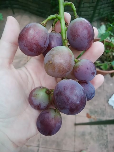[画像がありません]葡萄（巨峰）を収穫しました